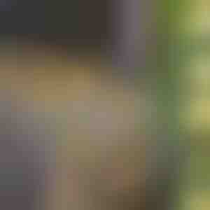 Saulės energijos lemputės su dirbtiniais gebenės lapais (5 m) | LEAFGLO