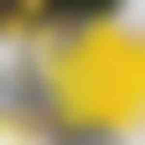 Žvaigždės formos sausainių formelės (6 vnt.) | STARCUTS