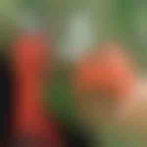 Elektrinės genėjimo žirklės, belaidės sodui ir vaismedžių sodui | WHIZZPRUNER