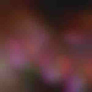 Saulės sodo gėlių šviesos | BLOSSUN