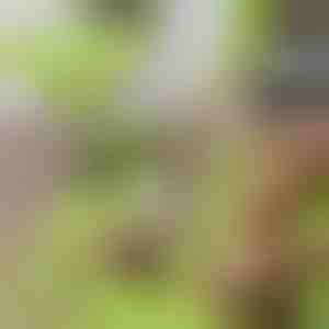 Pjaustymo lenta ir nuimamas konteineris