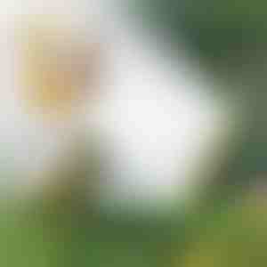 Daug antgalių turintis žarninis purkštuvas | SPRAYMASTER