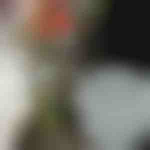 Gėlių laikikliai stulbinančioms kompozicijoms (3 vnt.) | VASEKA